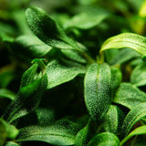 Load image into Gallery viewer, 1-2-Grow! Bucephalandra &#39;Needle Leaf&#39;