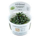 Load image into Gallery viewer, 1-2-Grow! Bucephalandra &#39;Needle Leaf&#39;