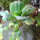 Load image into Gallery viewer, Water Lettuce