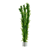 Load image into Gallery viewer, Egeria/ Elodea Densa