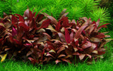 Load image into Gallery viewer, 1-2-Grow! Alternanthera reineckii &#39;Mini&#39;