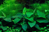 Load image into Gallery viewer, 1-2-Grow! Anubias barteri nana