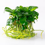 Load image into Gallery viewer, 1-2-Grow! Anubias barteri nana