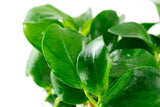 Load image into Gallery viewer, 1-2-Grow! Anubias barteri nana