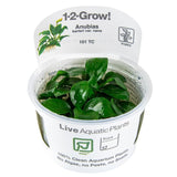 Load image into Gallery viewer, 1-2-Grow! Anubias barteri nana