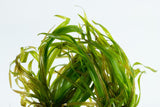 Load image into Gallery viewer, 1-2-Grow! Blyxa japonica