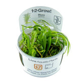Load image into Gallery viewer, 1-2-Grow! Blyxa japonica