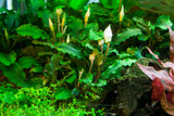 Load image into Gallery viewer, 1-2-Grow! Bucephalandra pygmaea &#39;Bukit Kelam&#39;
