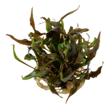 Load image into Gallery viewer, 1-2-Grow! Cryptocoryne undulatus &#39;Red&#39;