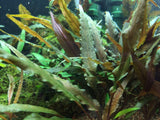 Load image into Gallery viewer, 1-2-Grow! Cryptocoryne undulatus &#39;Red&#39;