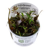 Load image into Gallery viewer, 1-2-Grow! Cryptocoryne undulatus &#39;Red&#39;