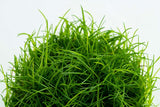 Load image into Gallery viewer, 1-2-Grow! Eleocharis acicularis