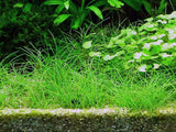 Load image into Gallery viewer, 1-2-Grow! Eleocharis acicularis