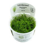 Load image into Gallery viewer, 1-2-Grow! Eleocharis acicularis