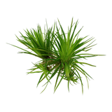 Load image into Gallery viewer, 1-2-Grow! Eriocaulon cinereum
