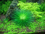 Load image into Gallery viewer, 1-2-Grow! Eriocaulon cinereum