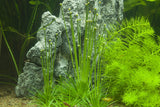 Load image into Gallery viewer, 1-2-Grow! Eriocaulon cinereum