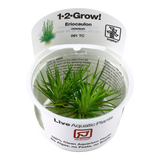 Load image into Gallery viewer, 1-2-Grow! Eriocaulon cinereum