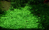 Load image into Gallery viewer, 1-2-Grow! Glossostigma elatinoides