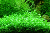 Load image into Gallery viewer, 1-2-Grow! Glossostigma elatinoides