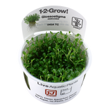 Load image into Gallery viewer, 1-2-Grow! Glossostigma elatinoides