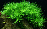 Load image into Gallery viewer, 1-2-Grow! Heteranthera zosterifolia