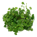 Load image into Gallery viewer, 1-2-Grow! Hydrocotyle tripartita