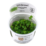 Load image into Gallery viewer, 1-2-Grow! Hydrocotyle tripartita