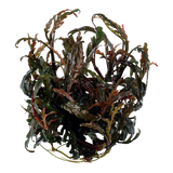 Load image into Gallery viewer, 1-2-Grow! Hygrophila pinnatifida
