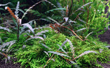 Load image into Gallery viewer, 1-2-Grow! Hygrophila pinnatifida