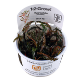 Load image into Gallery viewer, 1-2-Grow! Hygrophila pinnatifida