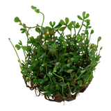 Load image into Gallery viewer, 1-2-Grow! Marsilea crenata