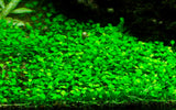 Load image into Gallery viewer, 1-2-Grow! Marsilea crenata