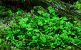 Load image into Gallery viewer, 1-2-Grow! Marsilea hirsuta