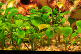 Load image into Gallery viewer, 1-2-Grow! Marsilea hirsuta