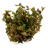 Load image into Gallery viewer, 1-2-Grow! Rotala macrandra