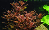 Load image into Gallery viewer, 1-2-Grow! Rotala macrandra