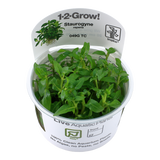 Load image into Gallery viewer, 1-2-Grow! Staurogyne repens