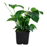 Load image into Gallery viewer, Anubias barteri var. caladiifolia