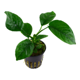 Load image into Gallery viewer, Anubias barteri var. caladiifolia