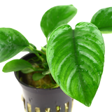 Load image into Gallery viewer, Anubias barteri var. caladiifolia