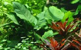 Load image into Gallery viewer, Anubias barteri var. caladiifolia