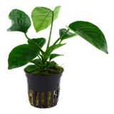 Load image into Gallery viewer, Anubias barteri var. caladiifolia