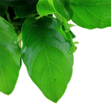 Load image into Gallery viewer, Anubias barteri var. nana &#39;Large&#39;