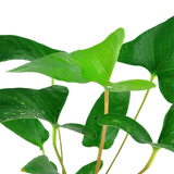 Load image into Gallery viewer, Anubias gracilis