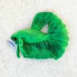 Load image into Gallery viewer, Betta Grün Plushie