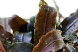 Load image into Gallery viewer, Bucephalandra &#39;Kedagang&#39;