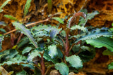 Load image into Gallery viewer, Bucephalandra &#39;Kedagang&#39;