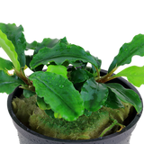 Load image into Gallery viewer, Bucephalandra pygmaea &#39;Wavy Green&#39;