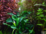 Load image into Gallery viewer, Bucephalandra pygmaea &#39;Wavy Green&#39;